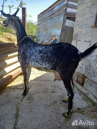 Коза нубийская