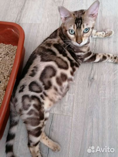 Бенгальская кошка