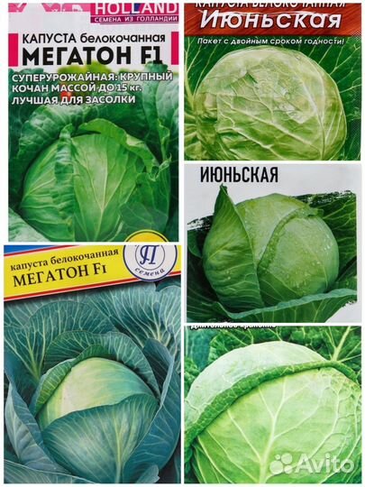 Семена овощей:помидоры,огурцы, капуста, перец и др
