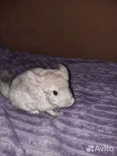 Шиншилла