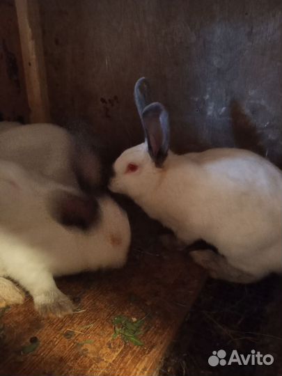Кролики мясных пород