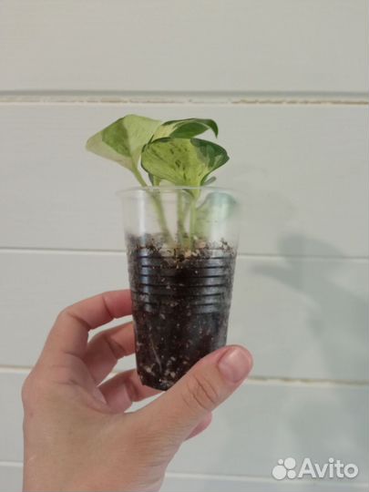 Эпипремнумы