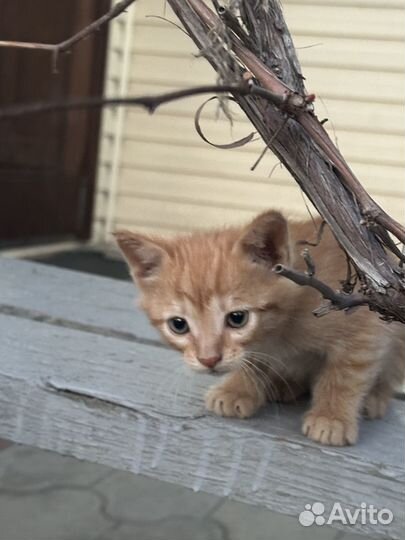 Котенок в добрые руки