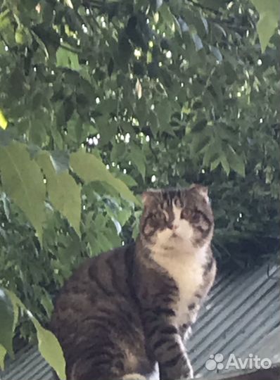 Шотландский вислоухий котик