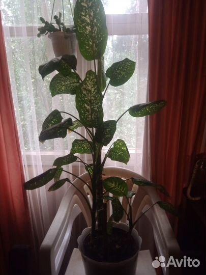 Комнатные цветы