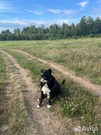 Собака в добрые руки