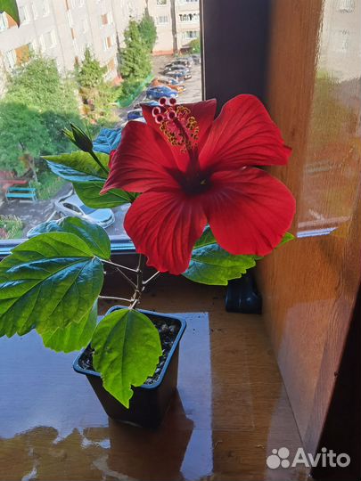 Фикус бенджамина и гибискус