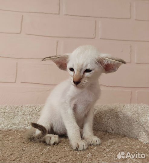 Ориентальные котята