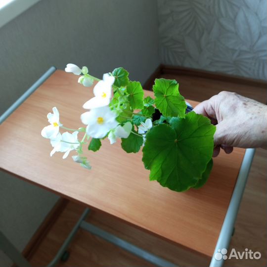 Комнатные цветы