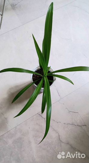 Хлорофитум