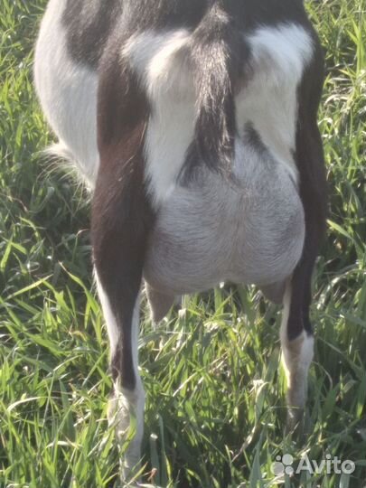 Продам коз альпийской породы