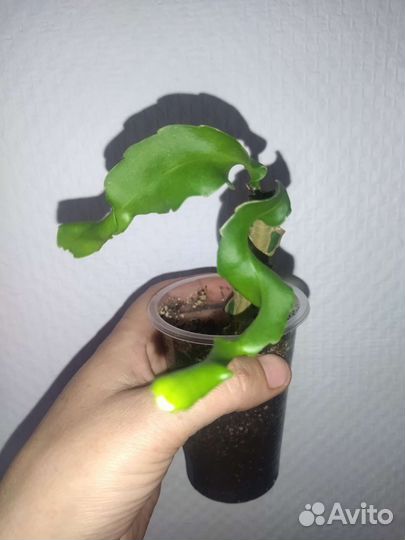 Экзотические комнатные растения