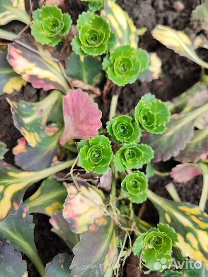 Почвопокровные растения