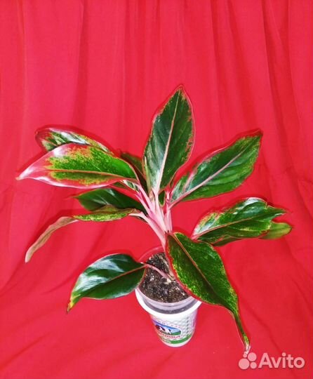 Аглаонема три сорта