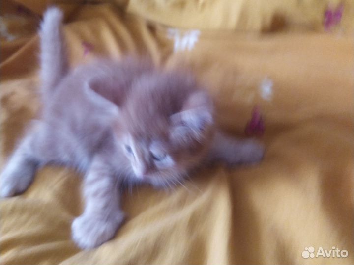 Кошки в добрые руки