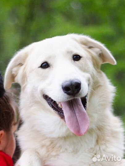 Собака улыбака в дар