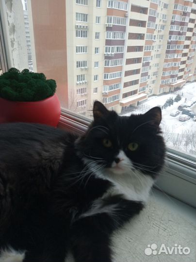 Кошка