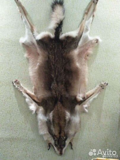 Шкура волка