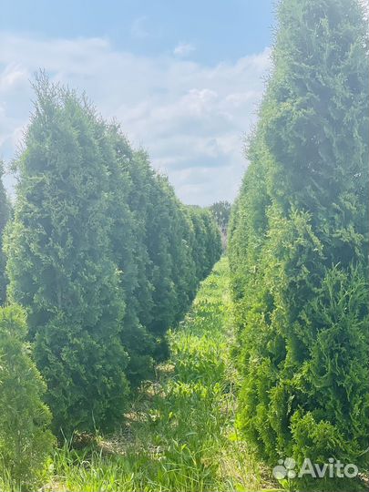 Туи зеленые Ели