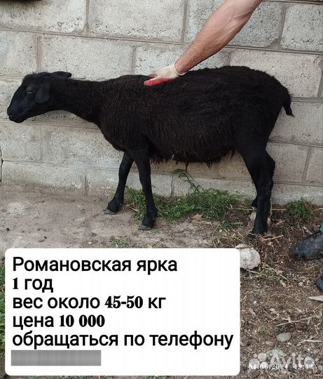 Овцы бараны ягнята