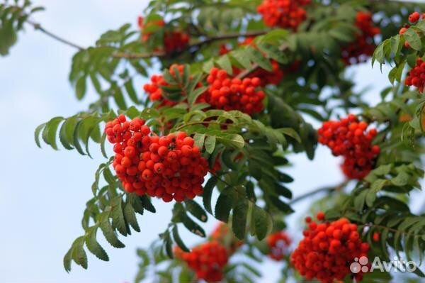 Саженцы красная рябина