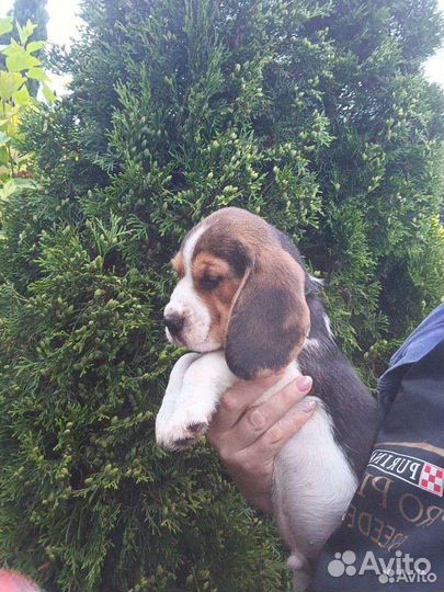 Щенок бигль