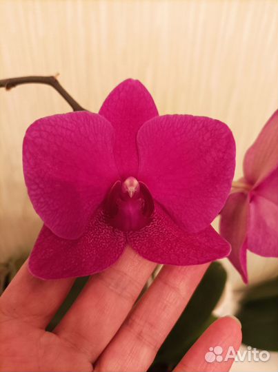 Орхидея фаленопсис