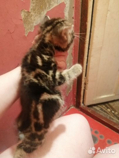 Бенгальская кошечка