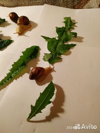 Улитка Маргината Овум Сильвер