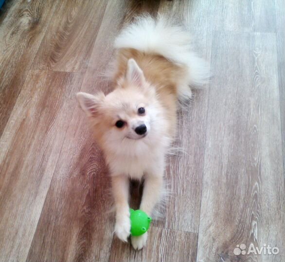 Шпиц девочка