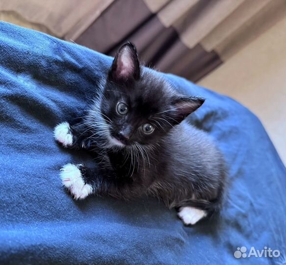 Котята в добрые руки мальчики