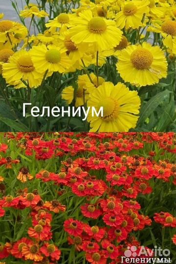 Цветы многолетние