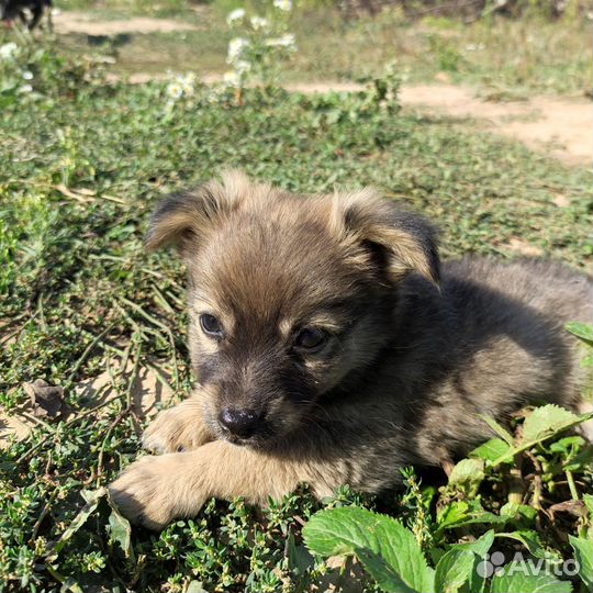 Щенок в добрые руки