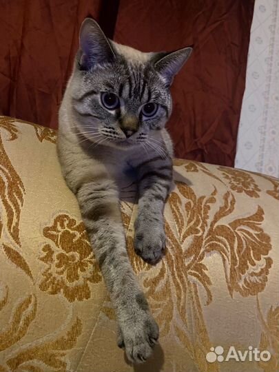 Кот на вязку