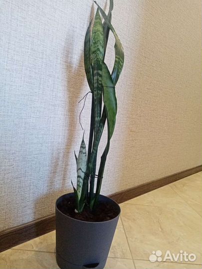 Сансевиерия