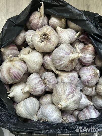 Продам чеснок