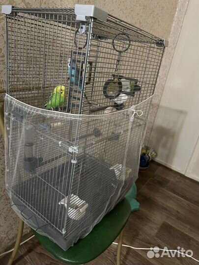 Клетка с попугаями(девочка и мальчик)