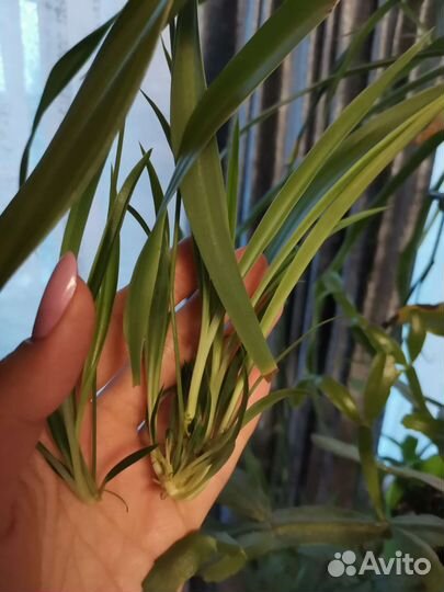 Хлорофитум