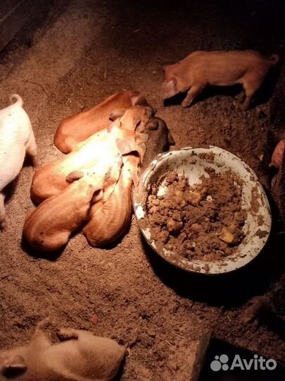 Поросенок кармалы, кб, мангалица