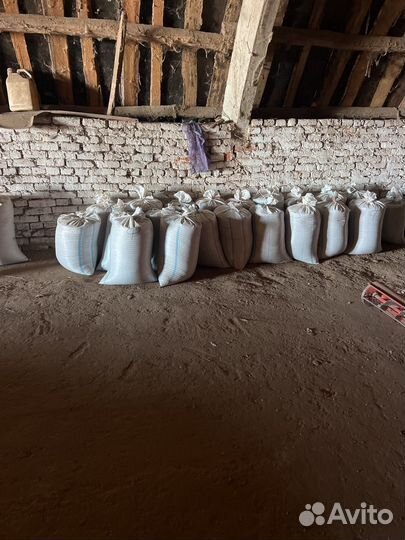 Семена фацелии