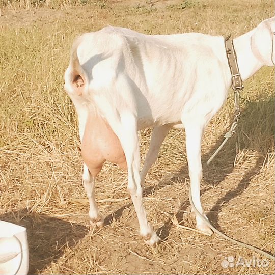 Англо нубийские козы дойные