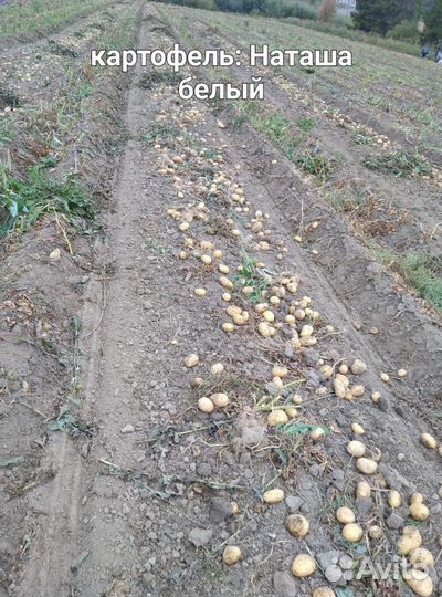 Продам картофель оптом