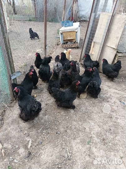 Куры несушки разной породы