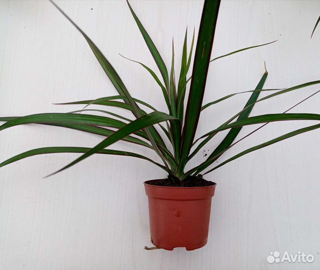 Драцена маргината