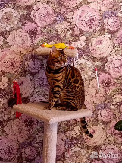 Бенгальская