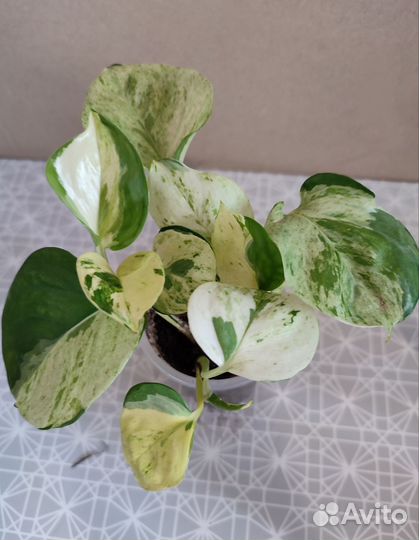 Сциндапсусы (эпипремнумы)