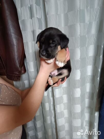 Отдам щеночков