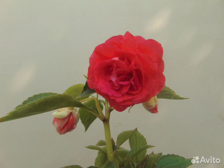 Бальзамины