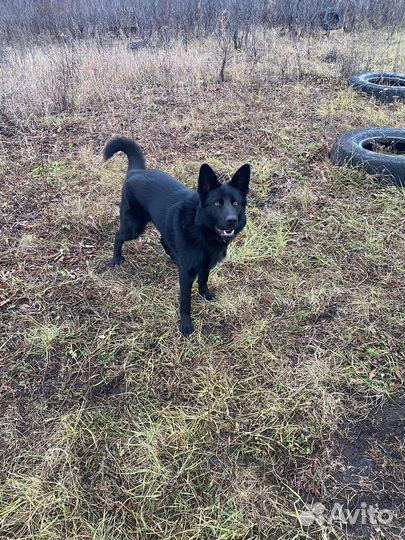 Немецкая овчарка