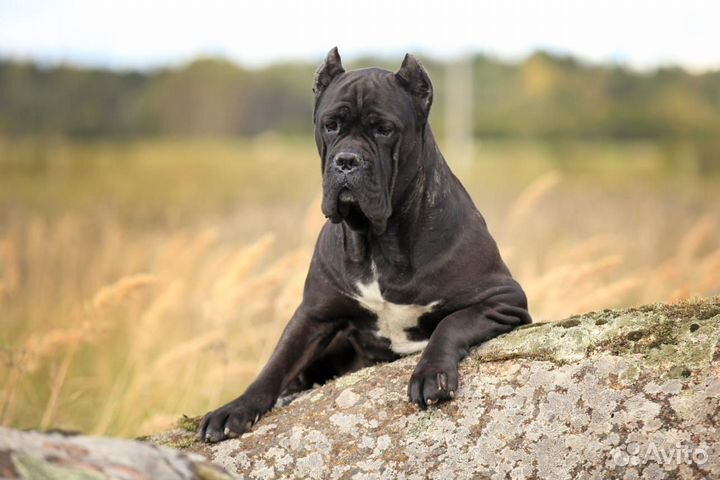 Кане корсо Ева